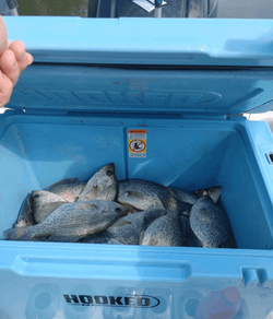 Cooler full of Crappie From Clarks Hill Lake 